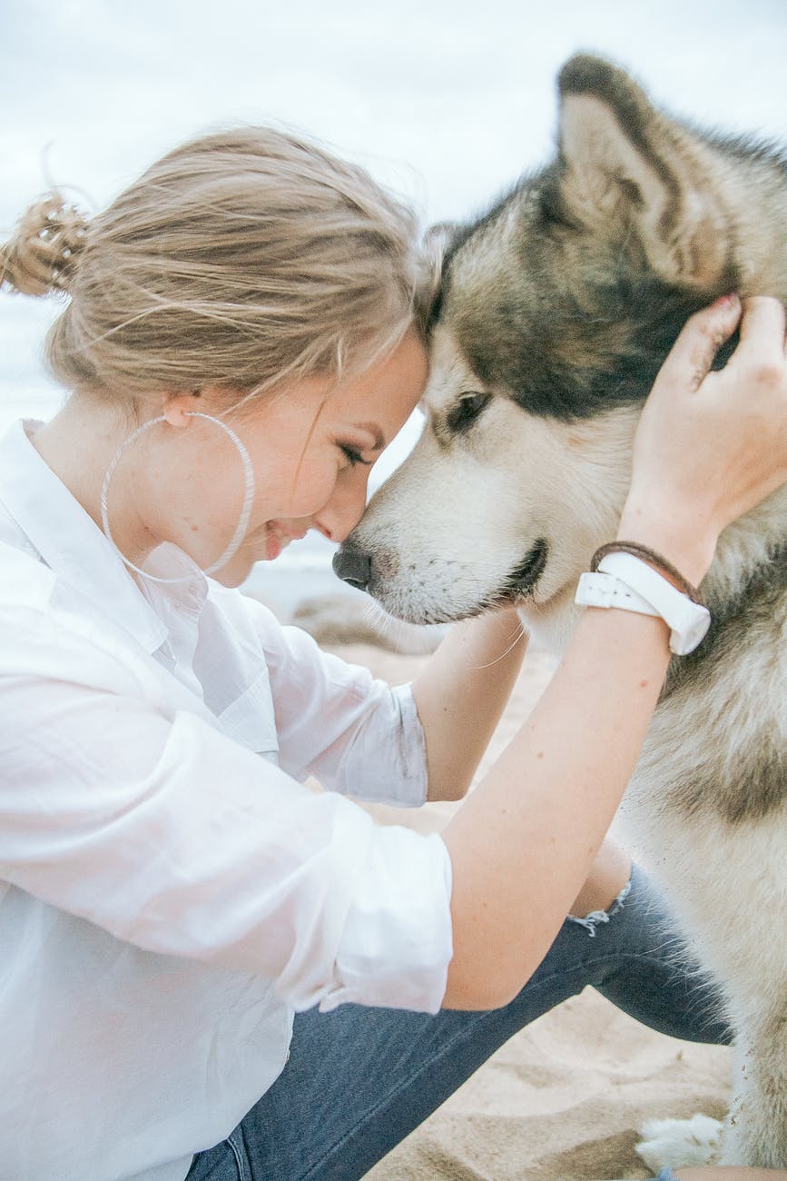 a beautiful dog breed with a thick coat
