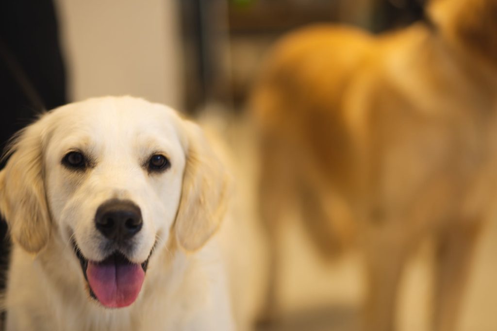 happy purebred dog with opened mouth